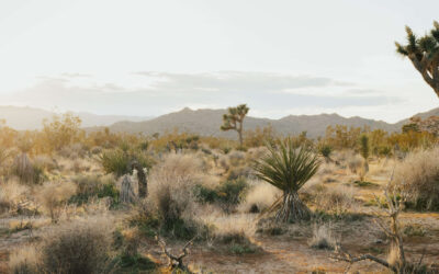 Trail Guardian Clean-Up: Mojave Preserve